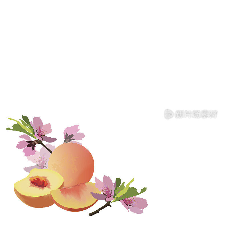 桃子和桃子花