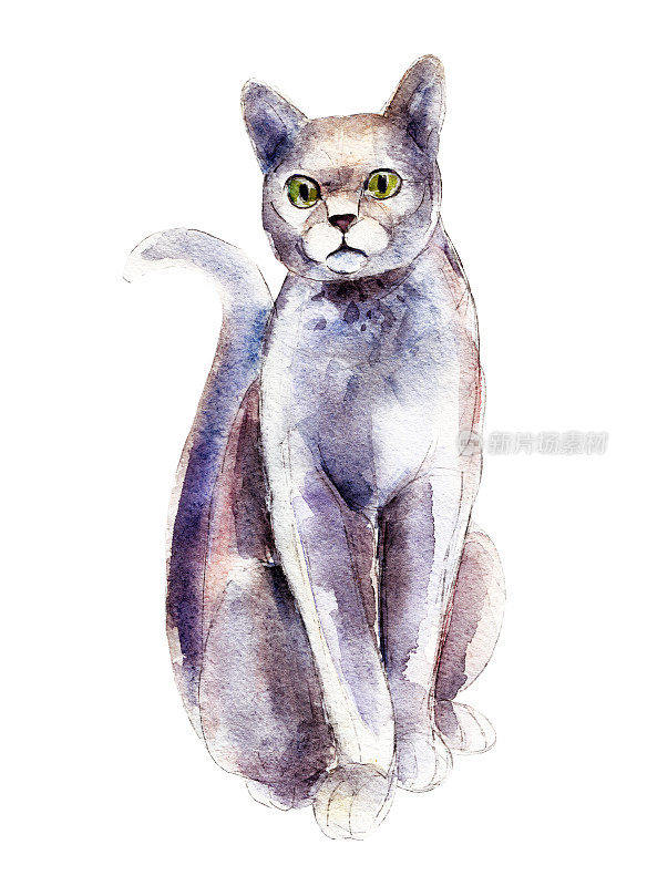 蓝色的俄罗斯猫，水彩插图孤立在白色的背景。