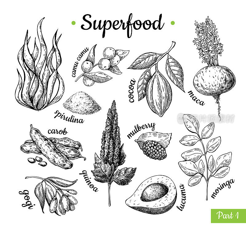超级食物手绘矢量图。植物隔离犁式