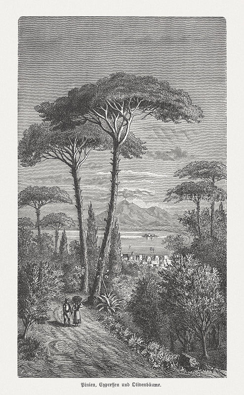 松树、柏树和橄榄树，木刻，出版于1894年