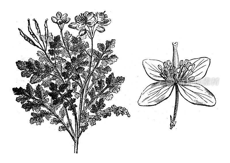 古植物学插图:白屈菜，白屈菜，白屈菜，燕尾草