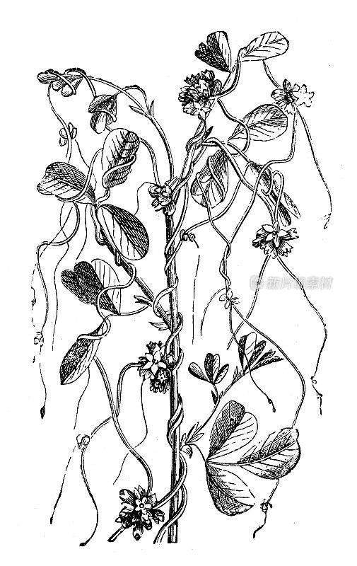 古董植物学插图:苜蓿，紫花苜蓿，紫花苜蓿
