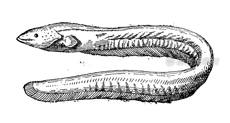 古董插图:Gymnotus，带状刀鱼