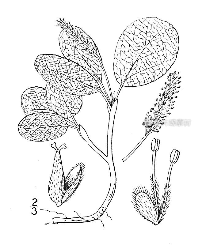 古植物学植物插图:网柳、网脉柳