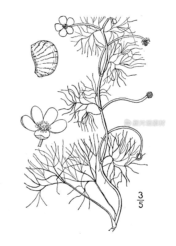 古植物学植物插图:白蹄草、白蹄草