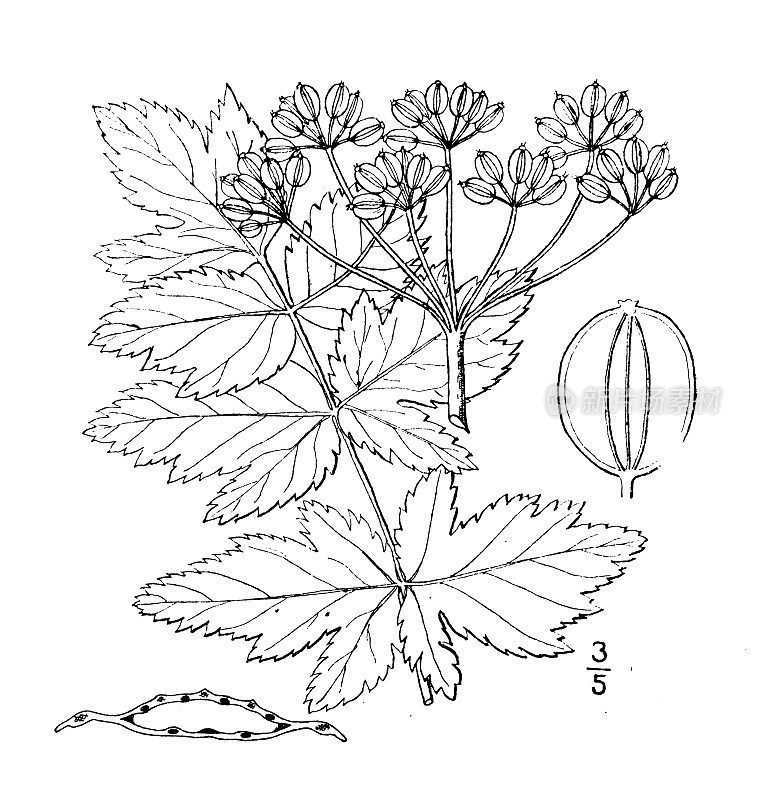 古植物学植物插图:亚麻草，野防风草