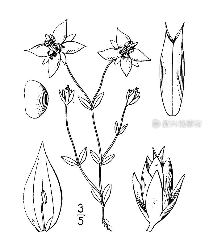 古植物学植物插图:胸片，小胸片