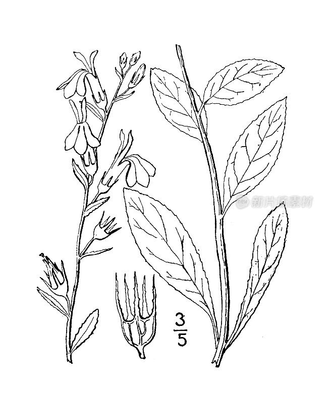 古植物学植物插图:半边莲、南半边莲