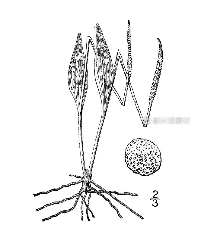 古植物学植物插图:蛇舌石、沙蛇的舌头