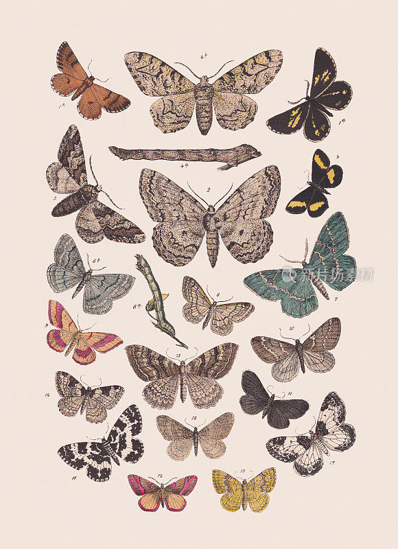 蝴蝶(尺蠖科)，手工彩色平版印刷，1881年出版