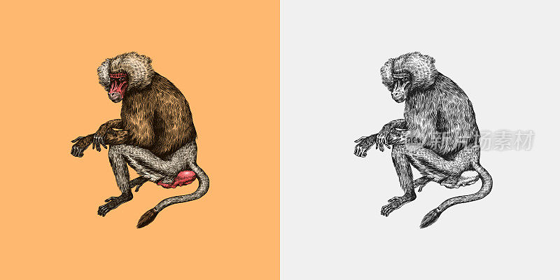 复古风格的黄色狒狒。野生猴子正坐着。木刻风格的手绘雕刻素描。
