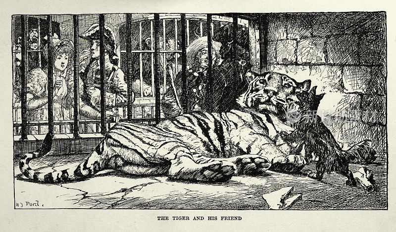 不同寻常的动物朋友，1790年乔治三世统治时期的老虎和狗在塔动物园