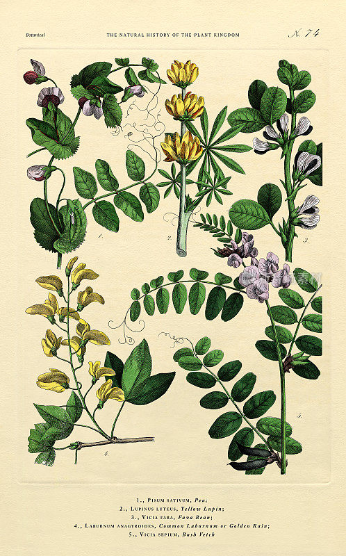 植物王国的历史，维多利亚植物插图，74版，大约1853年