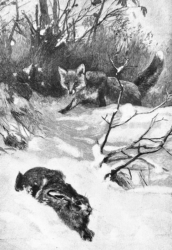 饥饿的狐狸和兔子在雪地里互相潜伏着