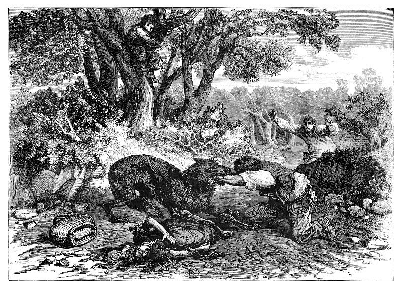 1874年，一只狂犬病狼杀死了三人