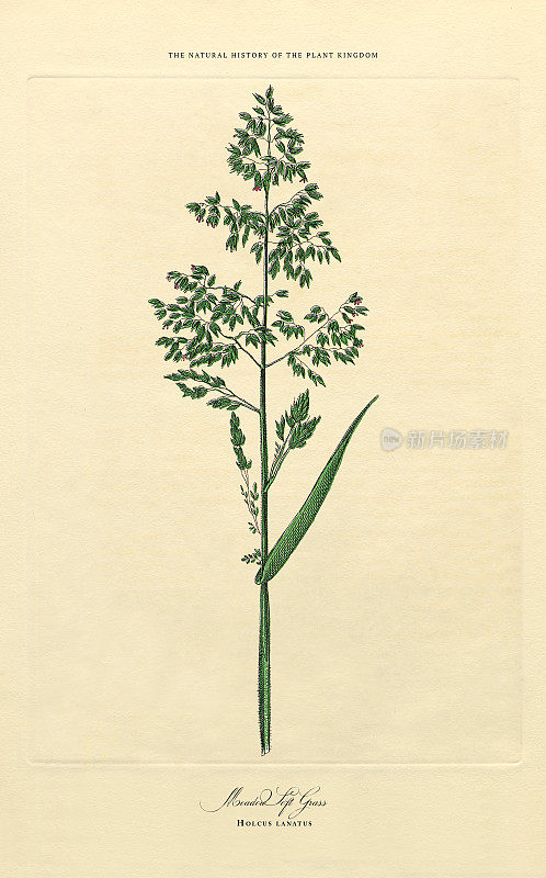 草，植物王国，维多利亚植物插图，大约1853年