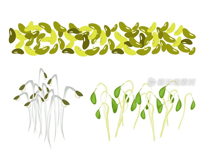 绿豆和豆芽在白色的背景