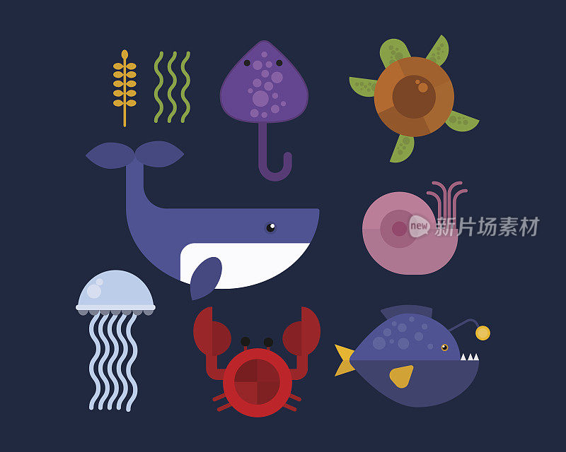海洋动物海洋生物特征矢量插图