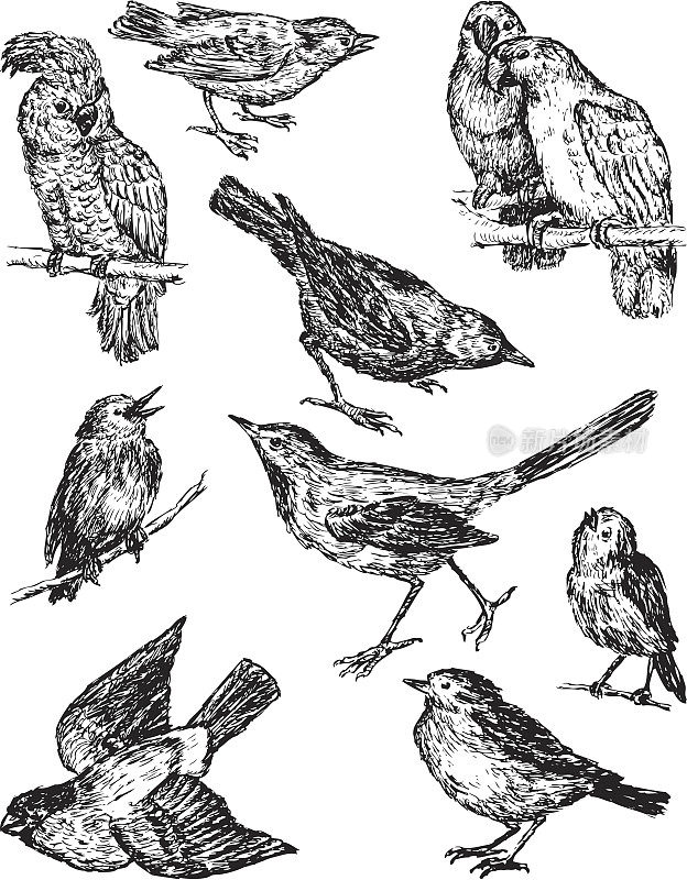 图纸的鸟类
