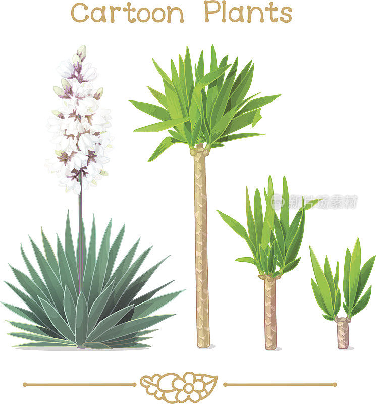植物系列卡通植物:开花丝兰
