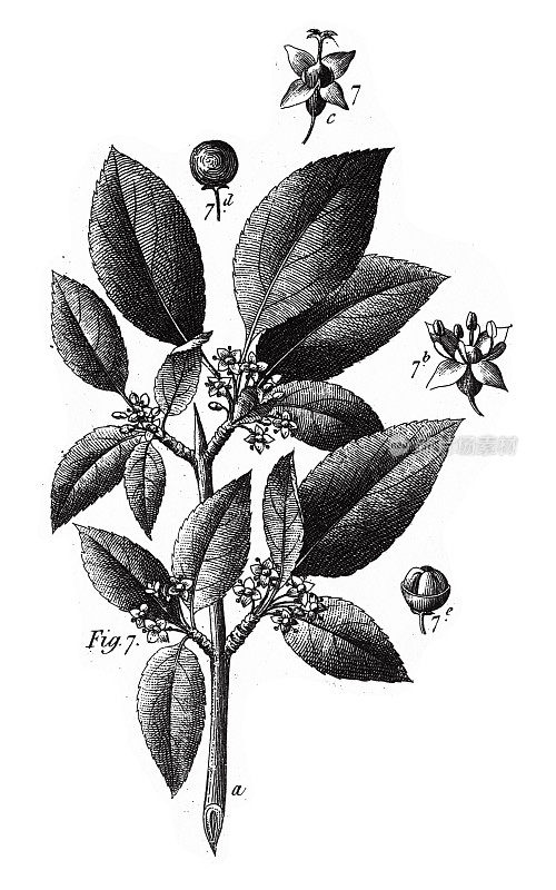 鼠李，各种植物，包括漆树，芦花和葫芦家族的成员雕刻古董插图，1851年出版