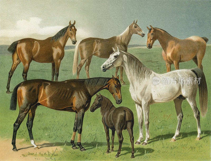 阿拉伯马设得兰矮种马不同的马插图