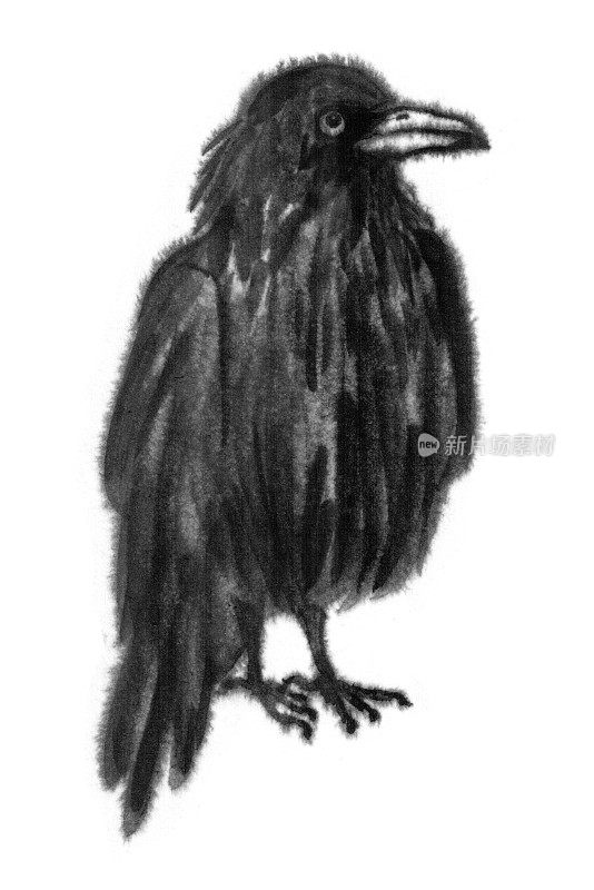 黑色的乌鸦用墨水绘在白色的背景上。一个鸟的形象，乌鸦，寒鸦，喜鹊。神秘主义，神秘主义，神秘主义，萨满教，象征，魔法。中国风格,东方。
