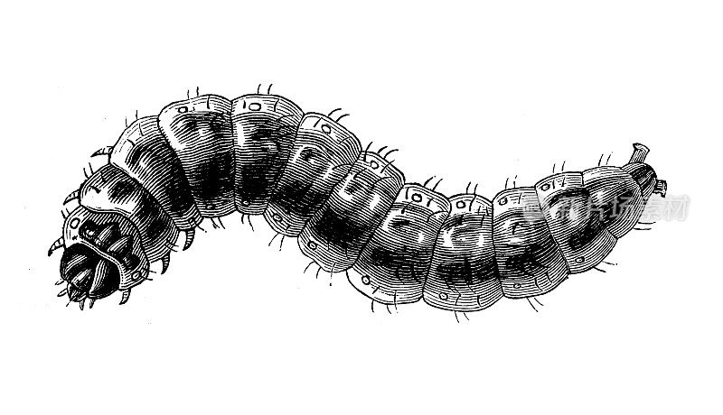 古代动物插图:羊蛾，羊蛾