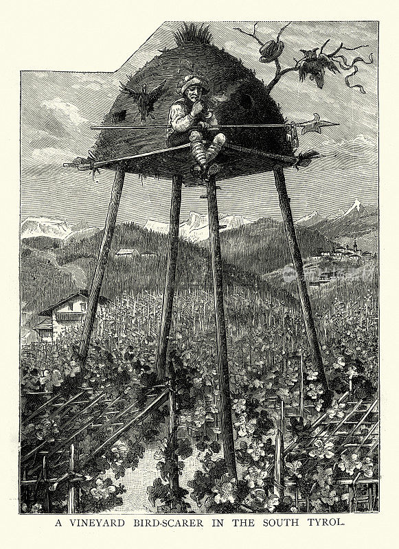 葡萄园鸟类惊吓师，南蒂罗尔，19世纪