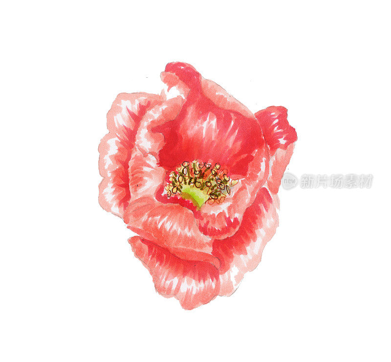 蔷薇属植物的花。孤立在白色背景上的美丽玫瑰。复古植物手绘插图。婚礼设计。色花图案