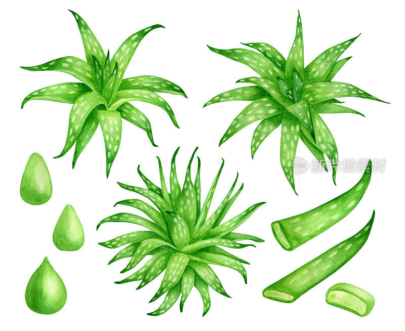 水彩芦荟植物集。手绘鲜绿肉质中草药，芦荟汁滴，叶片
