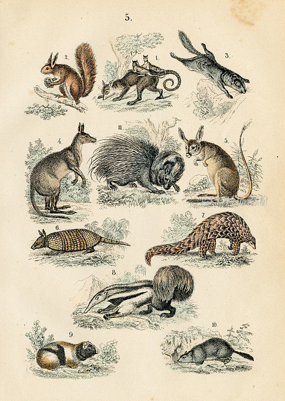 澳洲动物:负鼠、食蚁兽、犰狳、袋鼠、穿山甲雕刻1872年