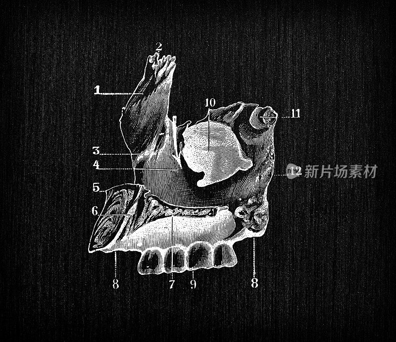 人体解剖骨骼古玩插图，头骨:上颌骨、上颌