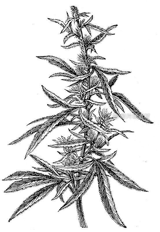 1899年大麻植物插图