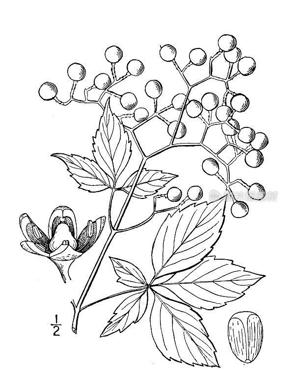 古植物学植物插图:爬山虎、西洋参