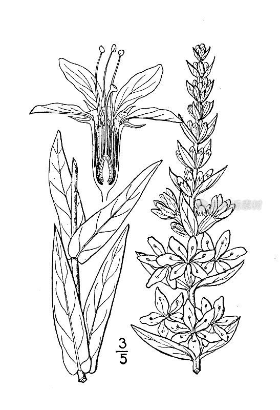 古植物学植物插图:千屈菜、水杨、尖刺或紫色莲