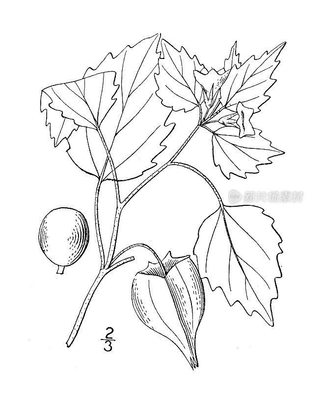 古植物学植物插图:酸浆巴巴多斯，巴巴多斯磨碎樱桃