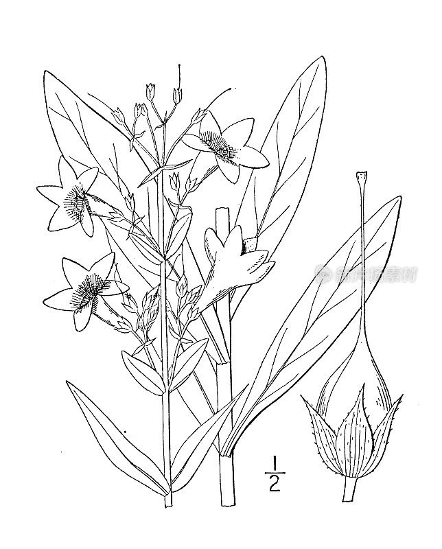 古植物学植物插图:五倍子，漏斗须舌