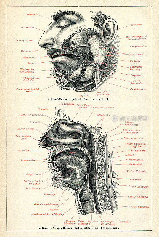 1898年解剖人脸剖面图绘制