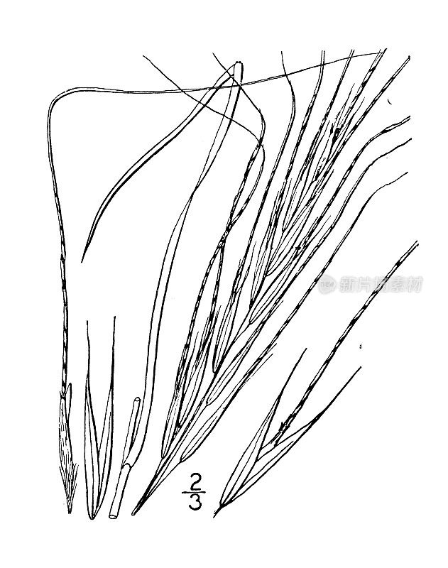 古植物学植物插图:刺针草、豪猪草