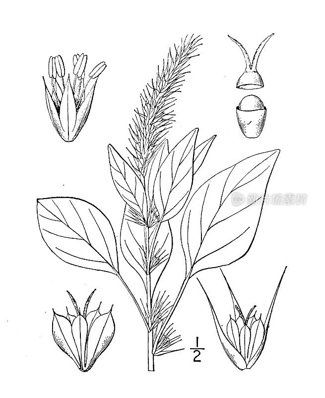 古植物学植物插图:帕尔默苋菜，帕尔默苋菜