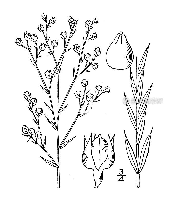 古董植物学植物插图:佛罗里达亚麻，佛罗里达黄亚麻