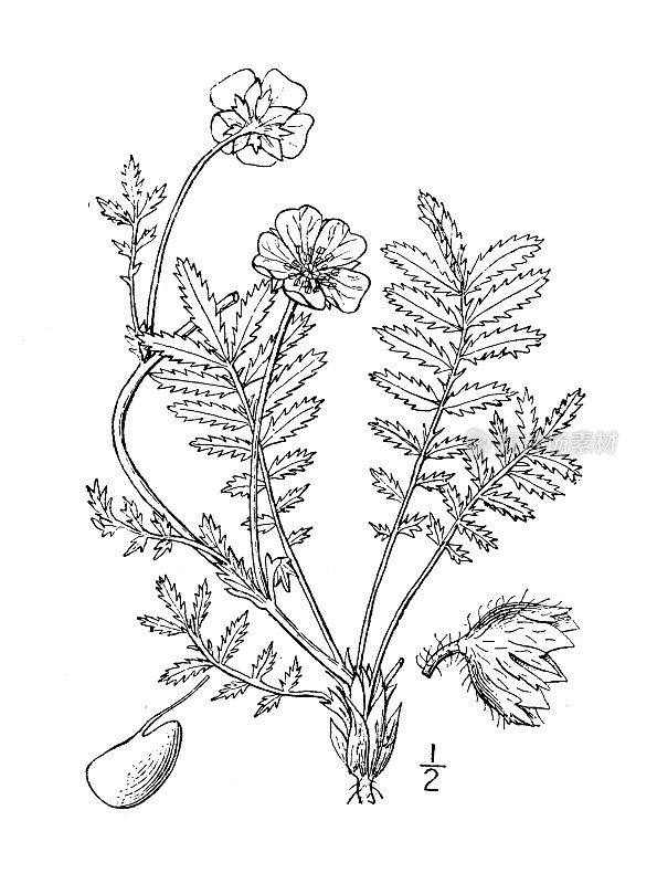 古植物学植物插图:蕨麻、银草