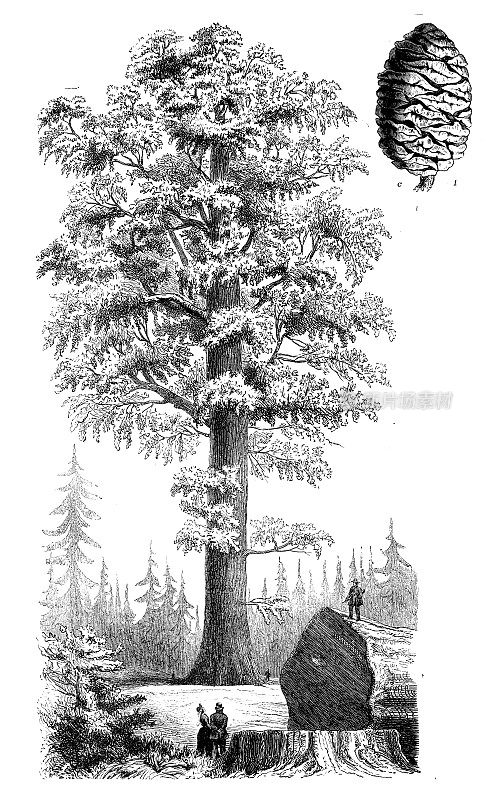 古董雕刻插图:巨红杉，巨红杉，威灵顿