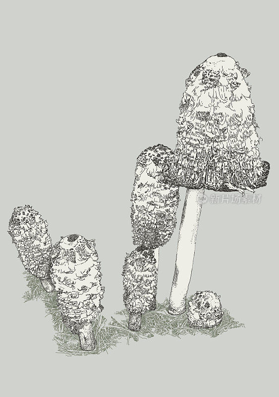 蓬松的鬃毛蘑菇