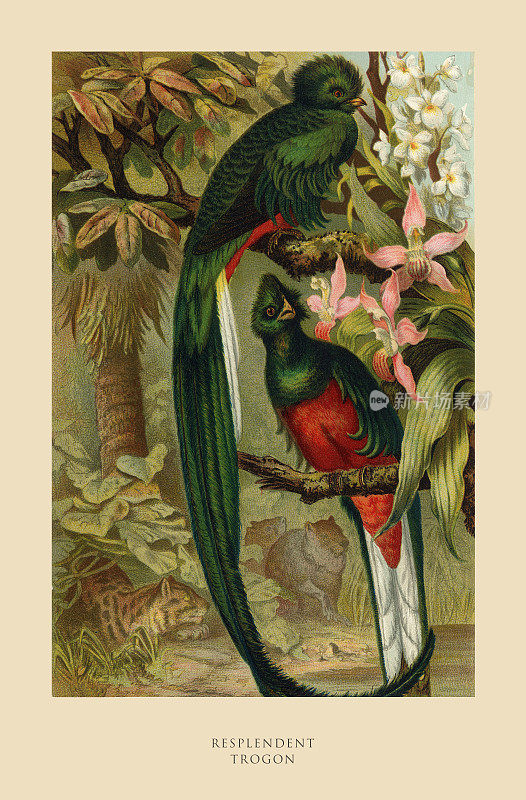 金碧辉煌的特龙，鸟，古董美国雕刻:自然历史，1885年