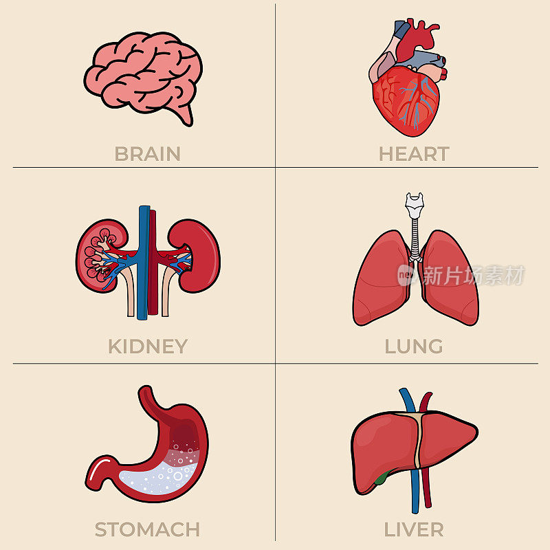设定人体器官症状:脑、肾、肺、心、肝、胃。向量