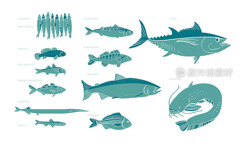 什锦欧洲鱼插图在两种颜色。