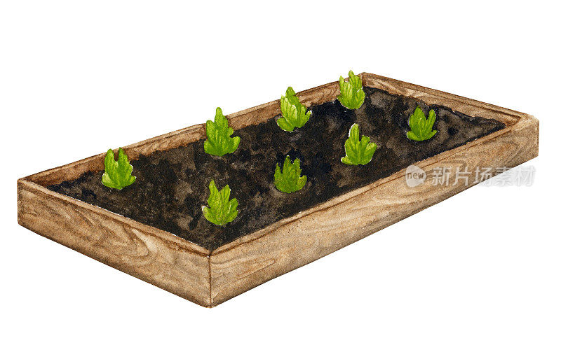 木制花园床与年轻的草药和蔬菜。水彩元素以园艺、春苗、蔬菜栽培为主题。