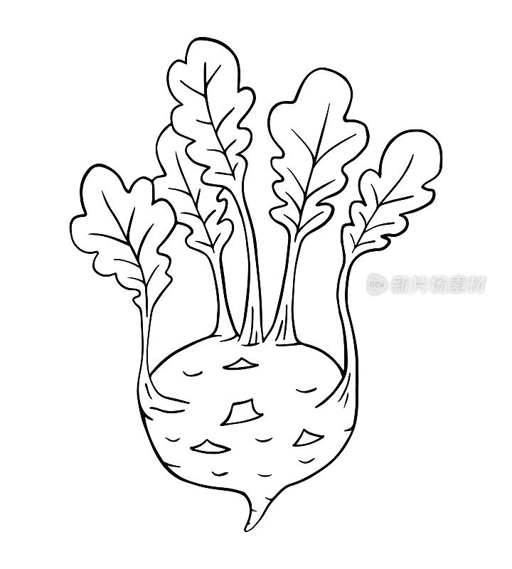 大头菜卷心菜。涂鸦手绘插图